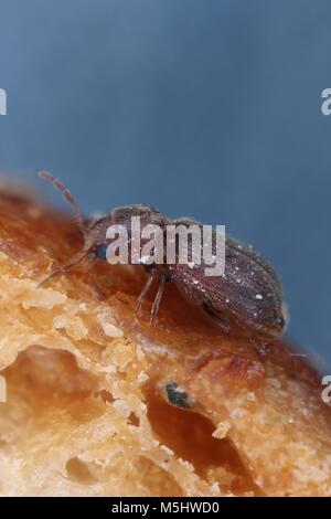 The drugstore beetle (Stegobium paniceum), also known as the bread beetle or biscuit beetle from family Anobiidae. On bread. Stock Photo