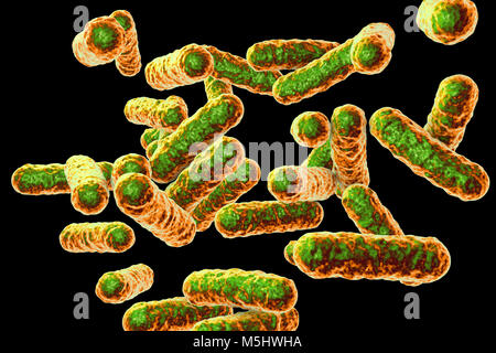Bartonella quintana bacteria, illustration. This is the causative agent of trench fever, and was formerly known as Rochalimaea bacteria. Stock Photo