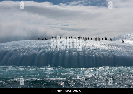 British Overseas Territory, South Sandwich Islands, Saunders Island. Chinstrap penguins (Wild: Pygoscelis antarctica) on iceberg. Stock Photo