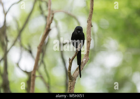 Black and white magpie on a sparse branch in autumn Stock Photo