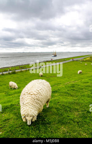 Germany, Schleswig-Holstein, Husum, herd of sheep on dike Stock Photo
