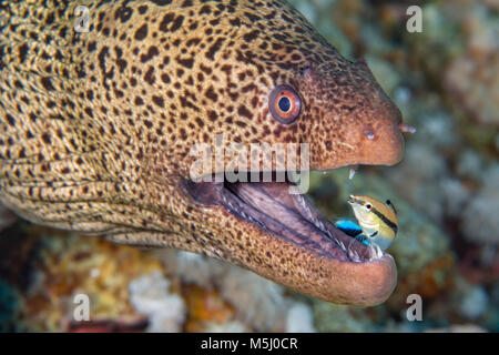 Egypt, Red Sea, Hurghada, giant moray with common cleaner wrasse Stock Photo