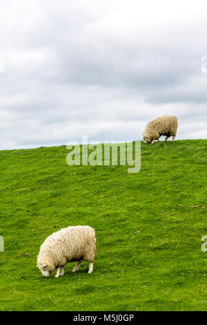 Germany, Schleswig-Holstein, Husum, sheep on dike Stock Photo