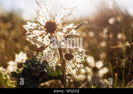Wilted sea holly in dune with snails Stock Photo
