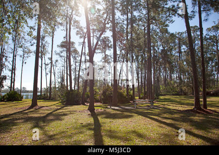 a beautiful forrest with sun flare behind the trees, long shadows in the morning sun Stock Photo