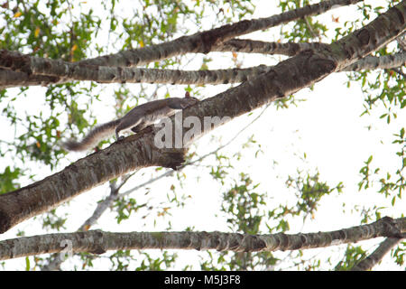a grey squirrel sits or walks on a tree branch high above Stock Photo