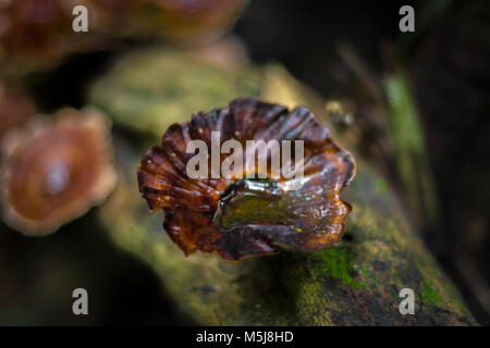 Mushroom, Ling zhi mushroom on an old piece of wood in the tropical rain forest Stock Photo
