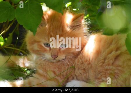 A little orange tiger colored blue eyed kitten playing under a green shrub