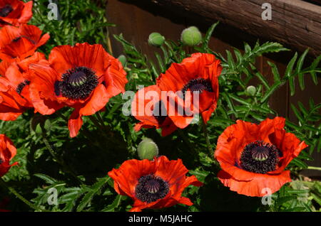 Stunning ornamental orange poppies bloom in spring and early summer. Stock Photo