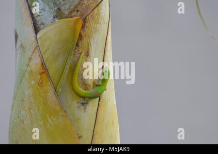 A green Gecko on a palm tree crawling around on a palm tree in Hawaii Stock Photo