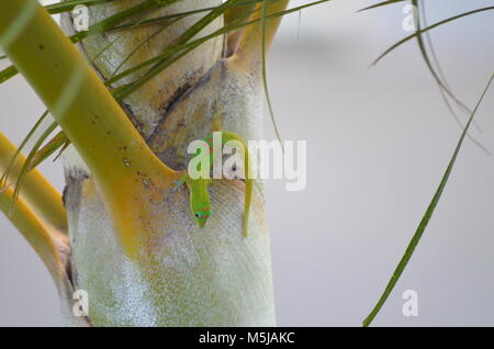 A green Gecko on a palm tree crawling around on a palm tree in Hawaii Stock Photo