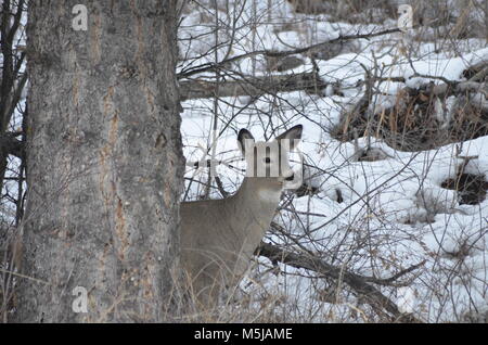 A small doe, stands behind a tree having a look and making sure there is no danger Stock Photo