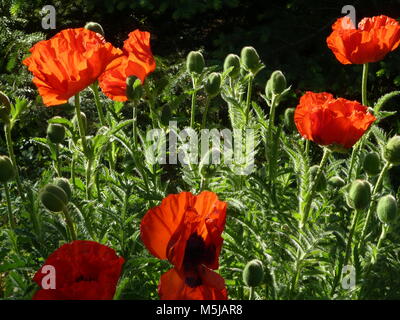 A large group of amazing buds and brightly colored orange poppies dancing in the sunlight, on a warm spring day Stock Photo