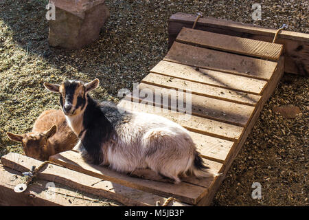 Two Goats Resting In Early Morning Sunlight Stock Photo