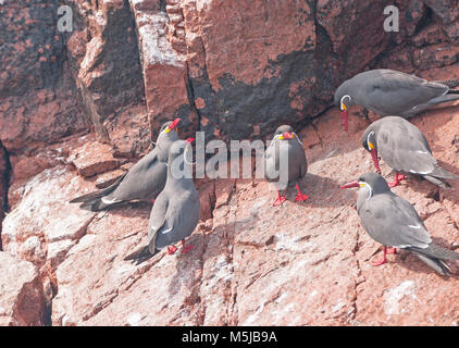 Inca Terns on the Ballestas Islands Near Paracas Stock Photo