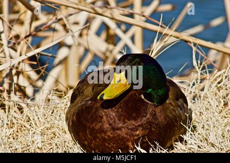 Male Mallard Duck at Lindsey Park Public Fishing Lake, Canyon, Texas! Stock Photo