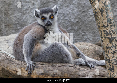 A  ring-tailed lemur (Lemur catta),relaxing in the sun. Stock Photo