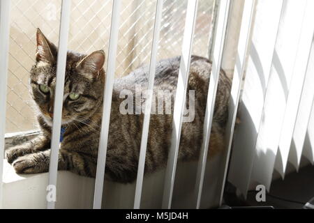 Tabby cat enjoys a sunny day by the window Stock Photo - Alamy