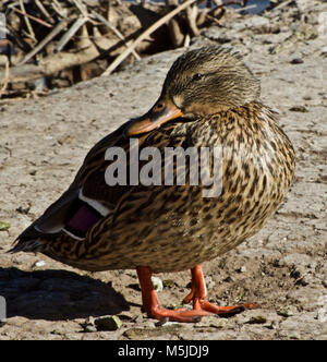 Mallard Duck Female, Lindsey Park Public Fishing Lake, Canyon, Texas Stock Photo