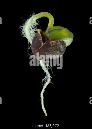 Reflected light micrograph of young turnip sprout Stock Photo