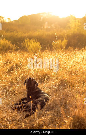 Dog Sitting in Long Grass and Day Dreaming in the Sunrise Stock Photo