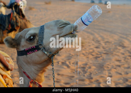 A camel is sipping water from a bottle, Wadi Rum, Jordan Stock Photo