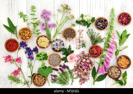 Herbs and flowers used in natural herbal medicine on rustic white wood background. Stock Photo