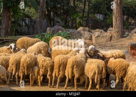 Flock of sheep Stock Photo