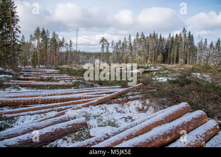 timber after a harvester in a swedish forest with snow over the timber Stock Photo
