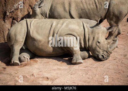 Rhino lie down portrait Stock Photo