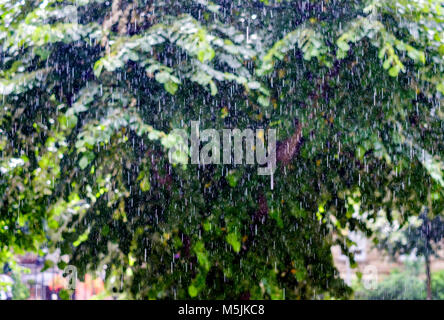 Summer shower of rain, lime tree, Strasbourg, Alsace, France, Europe, Stock Photo