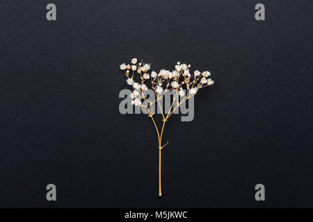 Twig of Small White Dry Spring Flowers on Black Background in Vintage Style. Easter Mothers Day Fashion Natural Cosmetics Concept. Japanese Minimalist Stock Photo