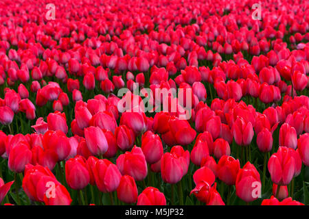 Field with red Tulips (Tulipa) of the variety Lady van Eijk,bulb field area Bollenstreek,Netherlands Stock Photo