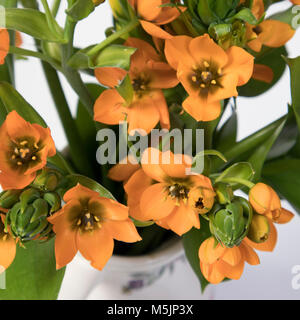 Blooming yellow Ornithogalum Dubium on a white background Stock Photo