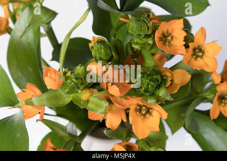 Blooming yellow Ornithogalum Dubium on a white background Stock Photo