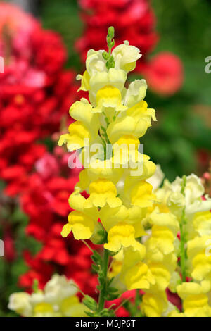 Common Snapdragon (Antirrhinum majus),blossom,Germany Stock Photo