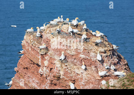 Northern gannets in breeding colony at cliffs of German Helgolan Stock Photo