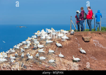 People looking at Northern Gannets at German island Helgoland Stock Photo
