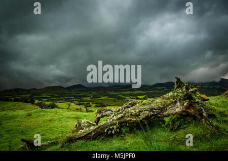 Old tree trunk lying on the ground in green meadow,landscape with thundercloud,island of Pico,Azores,Portugal Stock Photo