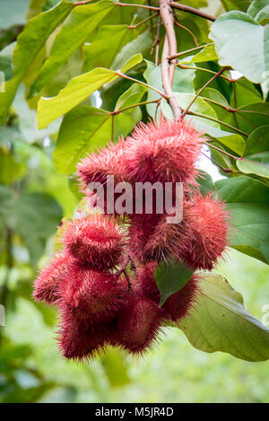 Flower Forest, Barbados, Caribbean Stock Photo