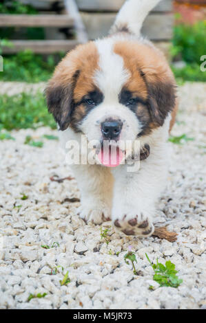 Saint Bernard puppy playing in the summer outside , on green grass, good dog, cute doggy Stock Photo