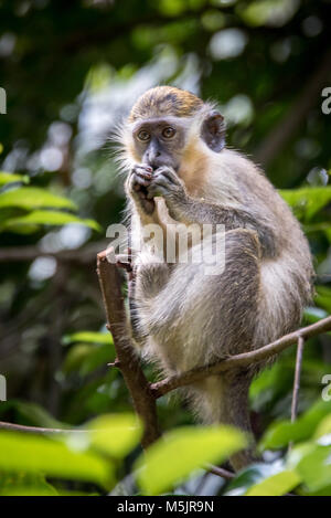 Green Monkey, Barbados, Caribbean Stock Photo