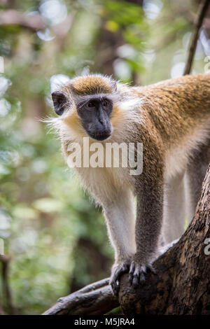 Green Monkey, Barbados, Caribbean Stock Photo