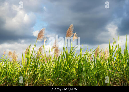 Beautiful close-up on flowering sugar cane field in Tây Ninh. Sun set light on green field. Agricultural landscape in Vietnam Stock Photo