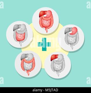 Diagram showing different organs of human illustration Stock Vector ... Biology Diagrams