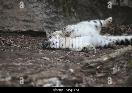 Tama Zoological Park,Tokyo Stock Photo