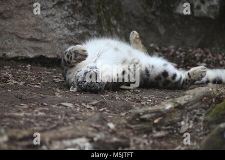 Tama Zoological Park,Tokyo Stock Photo