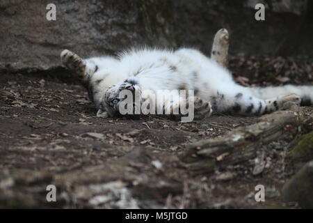 Tama Zoological Park,Tokyo Stock Photo