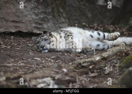 Tama Zoological Park,Tokyo Stock Photo