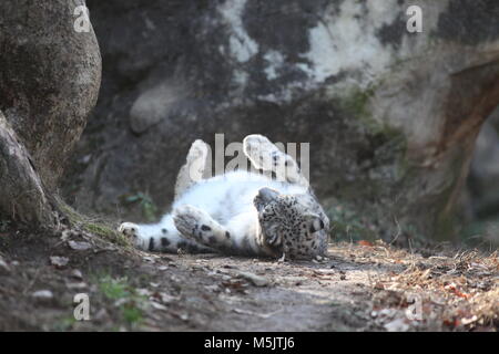 Tama Zoological Park,Tokyo Stock Photo